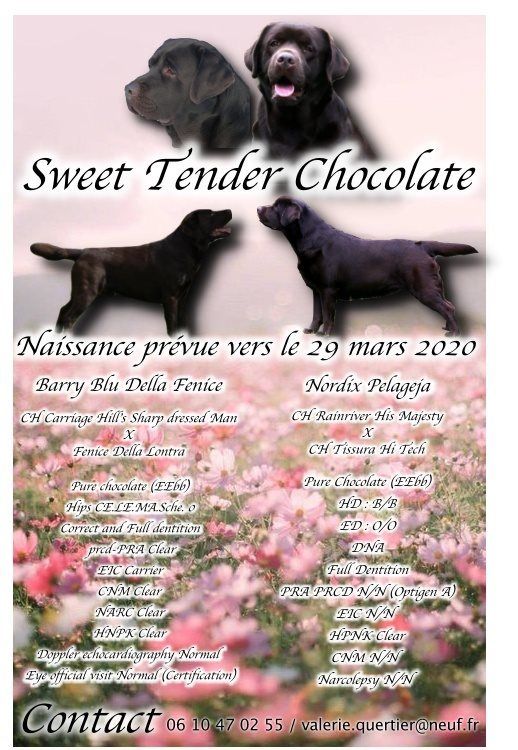 Sweet Tender Chocolate - Naissance le 31 Mars 2020 