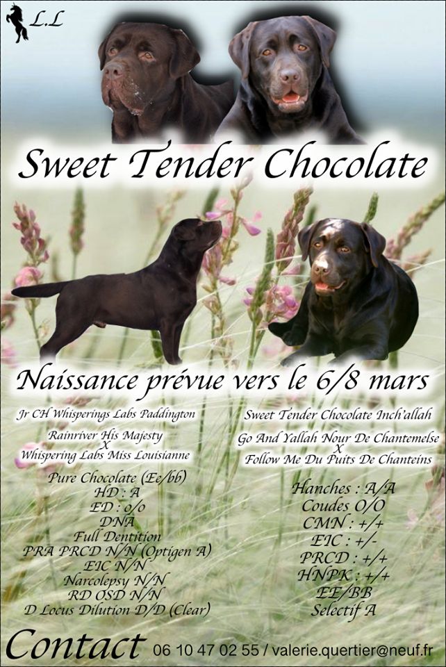 Sweet Tender Chocolate - Naissance prévue début Mars 2019