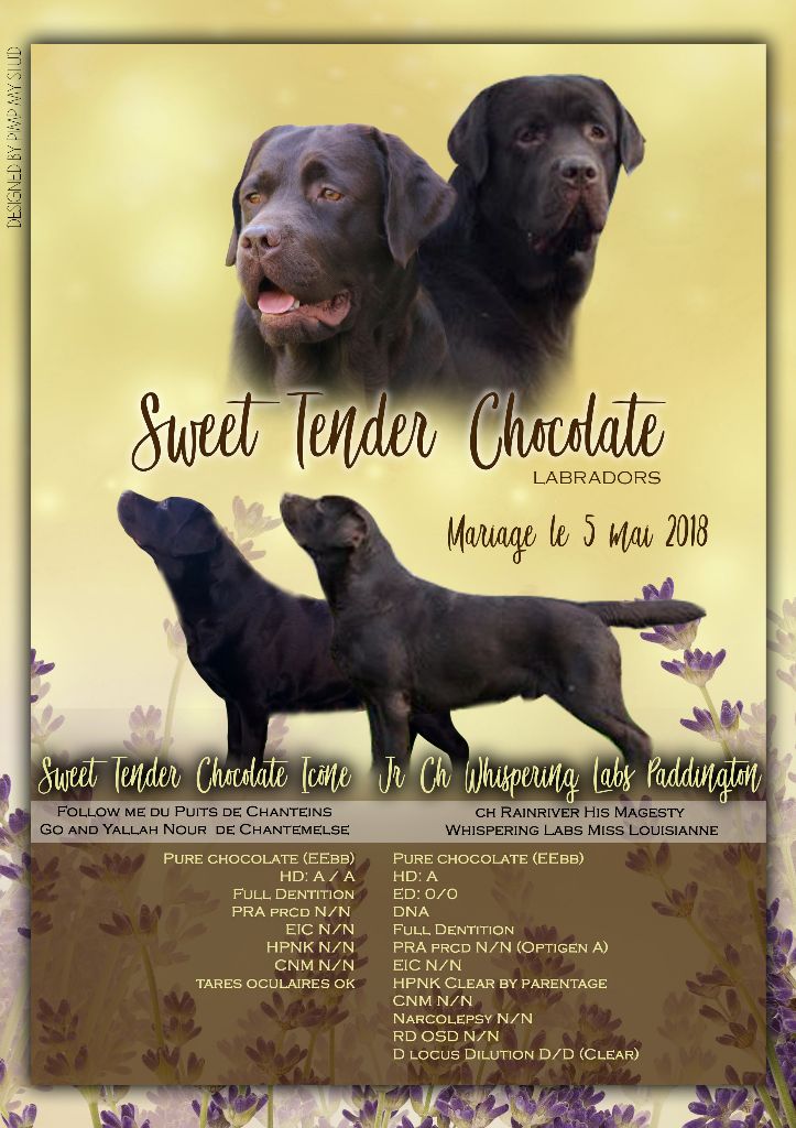 Sweet Tender Chocolate - Naissance le 07 Juillet 2018 de 9 bébés chocolat pur